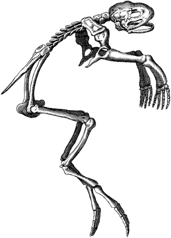 frog-toad-skeleton-bones-amphibian-5771088