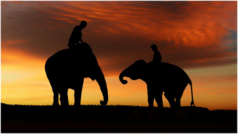 sunset-asia-elephants-mahout-4992147
