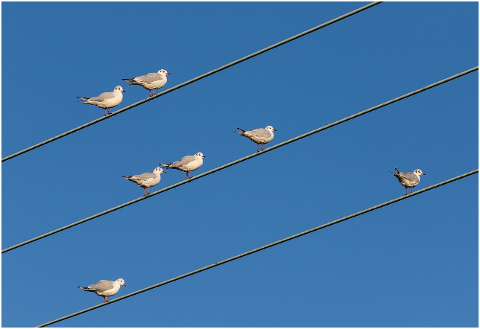 birds-on-wire-birds-avian-perch-4621973