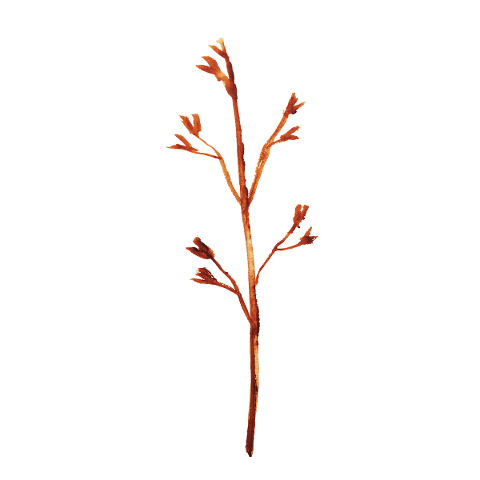 leaves-flowers-watercolor-branch-5835554