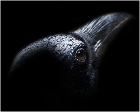 crow-macro-ave-black-flight-5146999