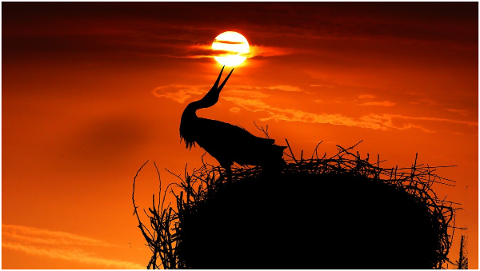 sunset-stork-nest-silhouette-sky-5262321