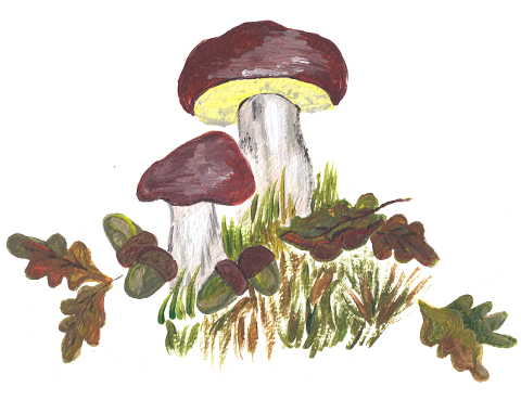 mushrooms-oak-leaves-moss-forest-7677715