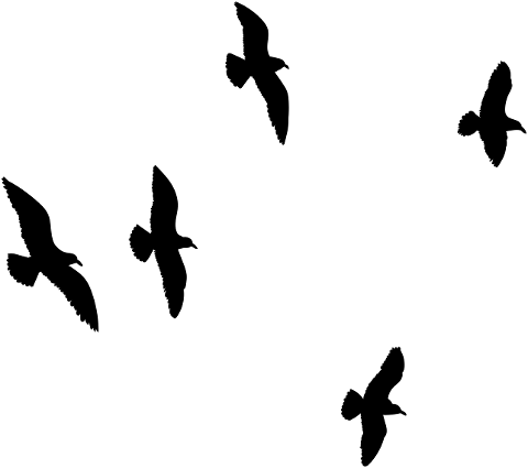 seagull-flying-flock-of-birds-bird-4567925