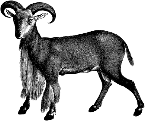 goat-ram-animal-line-art-vintage-5161176