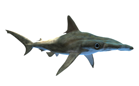 shark-hammerhead-predator-wildlife-4309186
