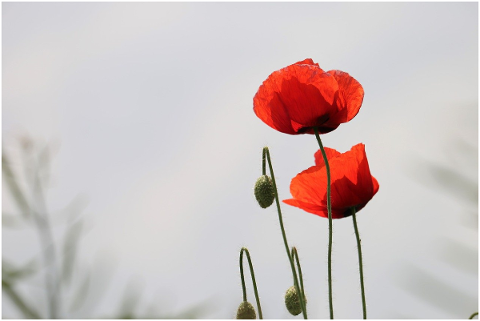 red-poppies-flower-blooming-plant-5205819