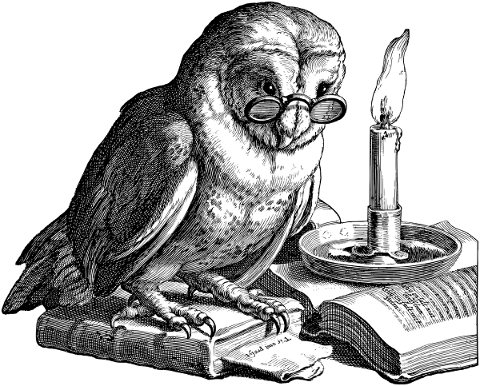 owl-reading-book-bird-study-4783407