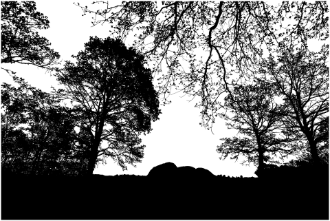 forest-trees-silhouette-branches-5152156