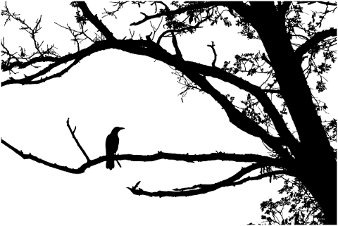 forest-crow-silhouette-trees-5207131