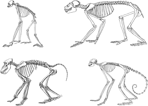 ape-animal-skeleton-line-art-5215940