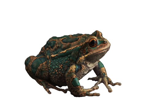 toads-frogs-amphibians-animals-4623161