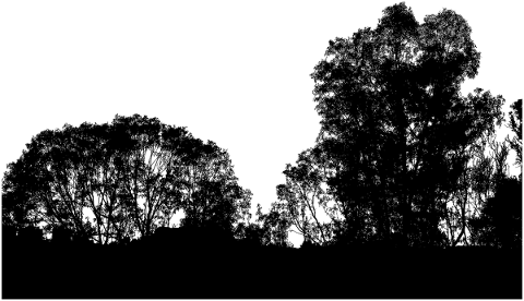 forest-trees-silhouette-branches-5188669