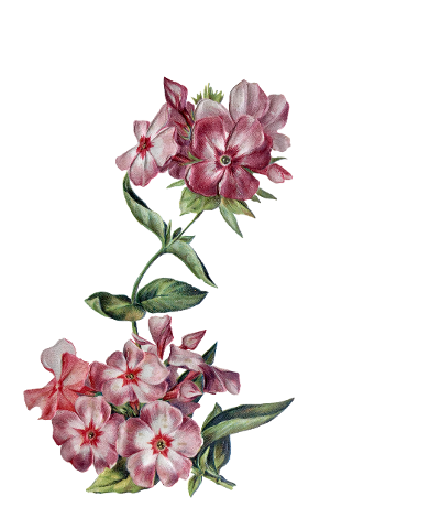 flower-arrangement-busy-lizzie-4338665