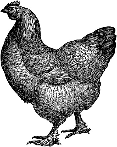 chicken-hen-line-art-rooster-5192678