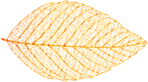 skeleton-leaf-autumn-leaf-4515487
