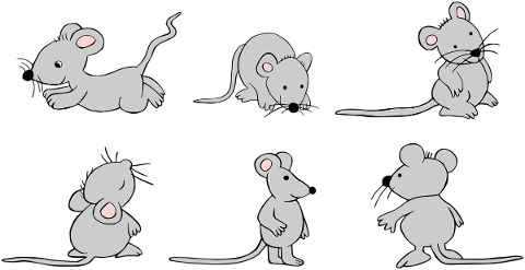 mouse-rat-animal-rodent-mammal-5702282