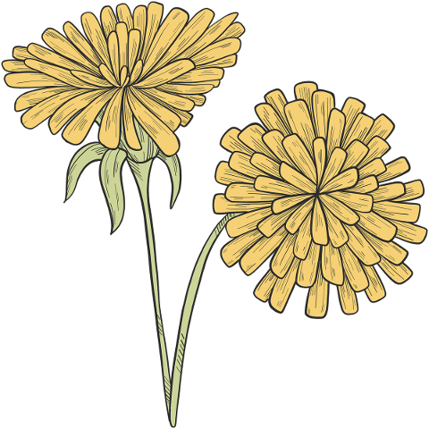 flower-dandelion-spring-plant-4839034