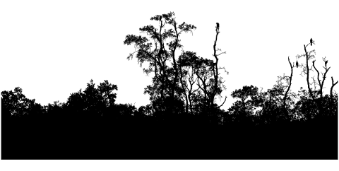 forest-trees-silhouette-branches-5130611
