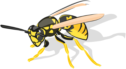 bee-insect-animal-wasp-arthropod-5796638
