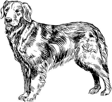 dog-golden-retriever-canine-animal-8043727