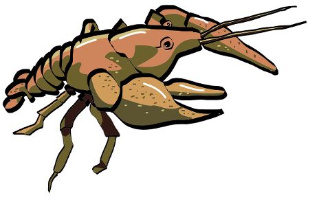 crayfish-arthropod-shell-claws-6187228