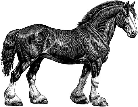 horse-animal-pony-equine-9771382