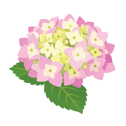 hydrangea-pink-flower-cream-10367586