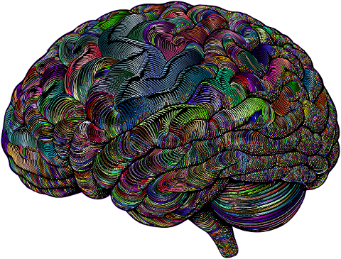 brain-mind-anatomy-biology-9565805