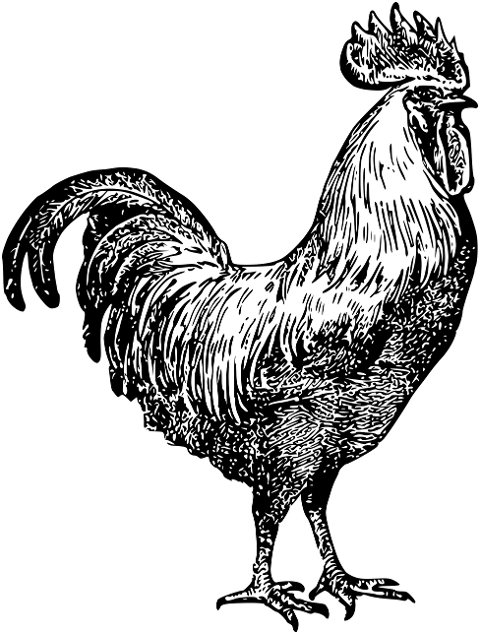 rooster-chicken-animals-farm-6752272