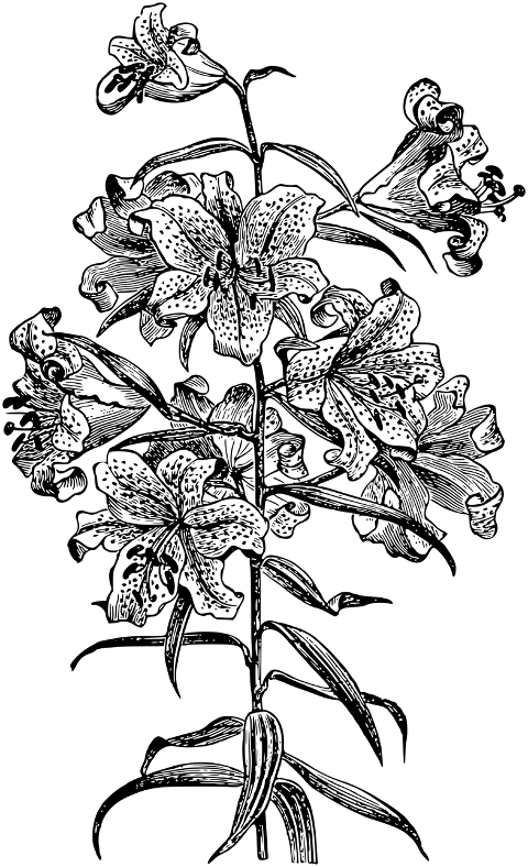 lily-flower-line-art-plant-7297628