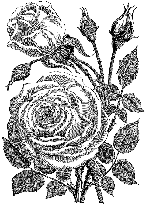 rose-flower-line-art-plant-7297608