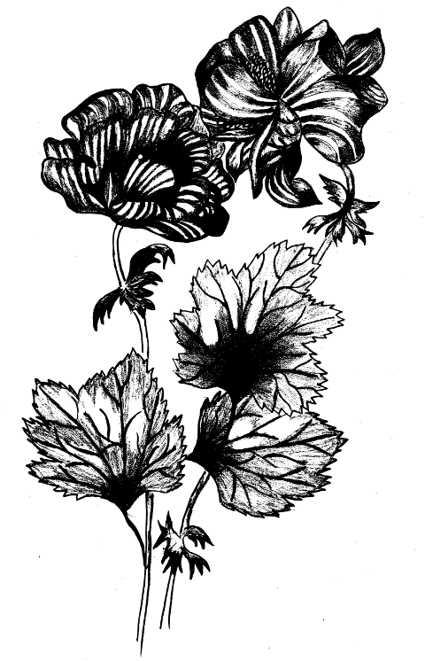 cyclamen-flowers-plant-leaves-6921885