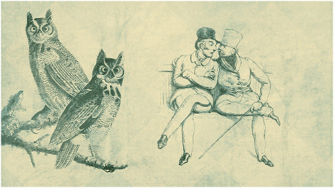 owls-gentlemen-birds-branches-6204115