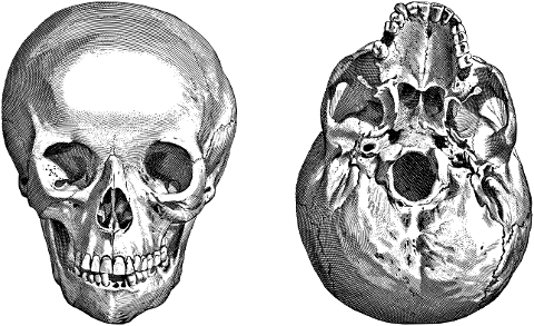 skull-head-cranium-anatomy-macabre-6090739