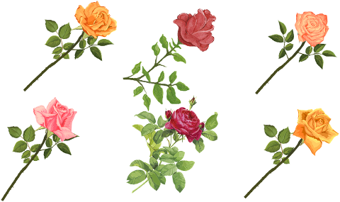 flower-rose-leaves-frames-spring-6189970