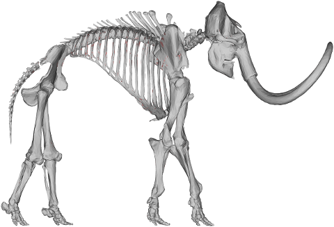 woolly-mammoth-animal-3d-skeleton-6279983