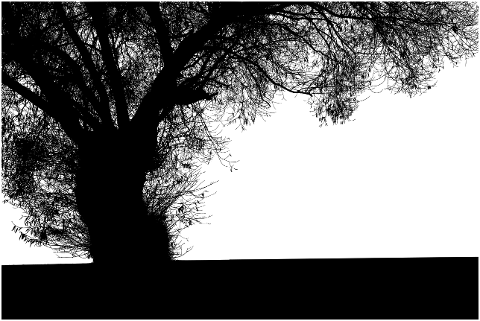 tree-nature-silhouette-branches-6785089