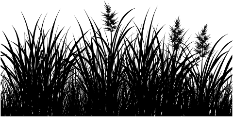 vegetation-grass-silhouette-brush-9612435