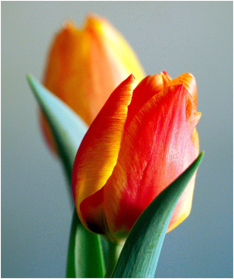 flowers-tulips-petals-leaves-6061937