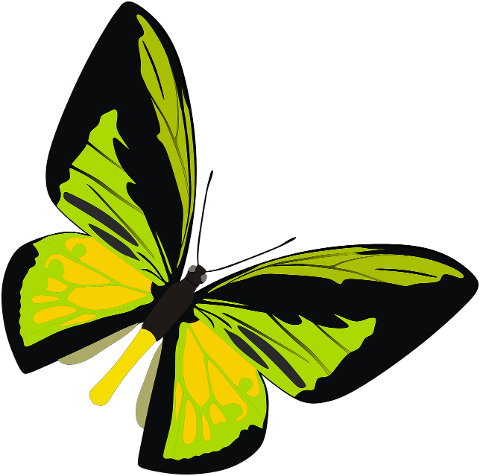 insect-butterfly-cutout-entomology-7836700