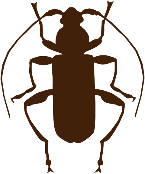 insect-beetle-entomology-species-7073446