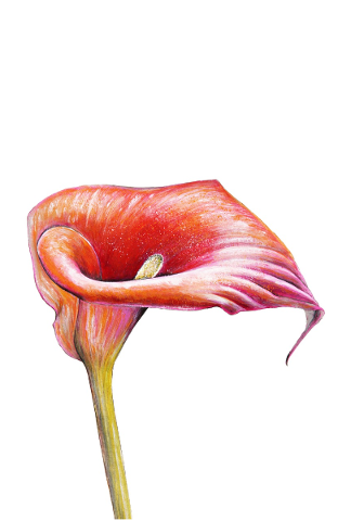 painting-art-paintings-calla-lily-4682944