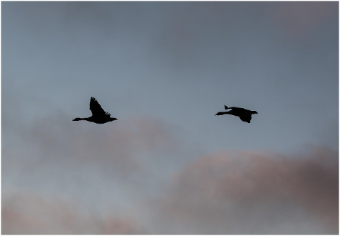 flying-geese-flock-of-geese-flock-4620798