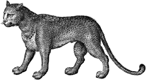 leopard-animal-line-art-sketch-5304088