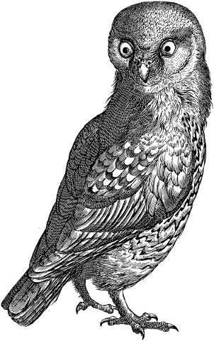 owl-raptor-bird-bird-of-prey-5782976