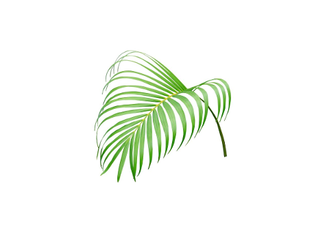 palm-leaf-foliage-tropical-green-4804288