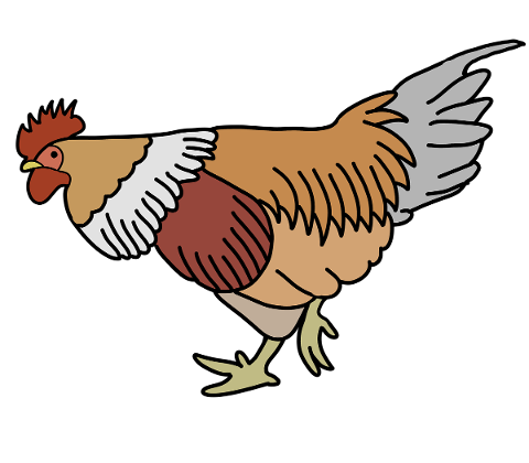 god-s-creation-rooster-bird-animal-5383087