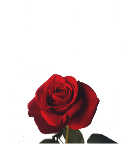 botanical-love-red-flower-design-4726382