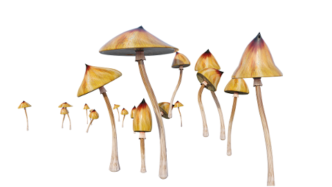 mushrooms-psychedelic-cubensis-4942466